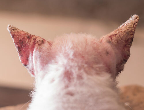 Cat and Dog Allergies: Symptoms, Causes, and Treatment Options