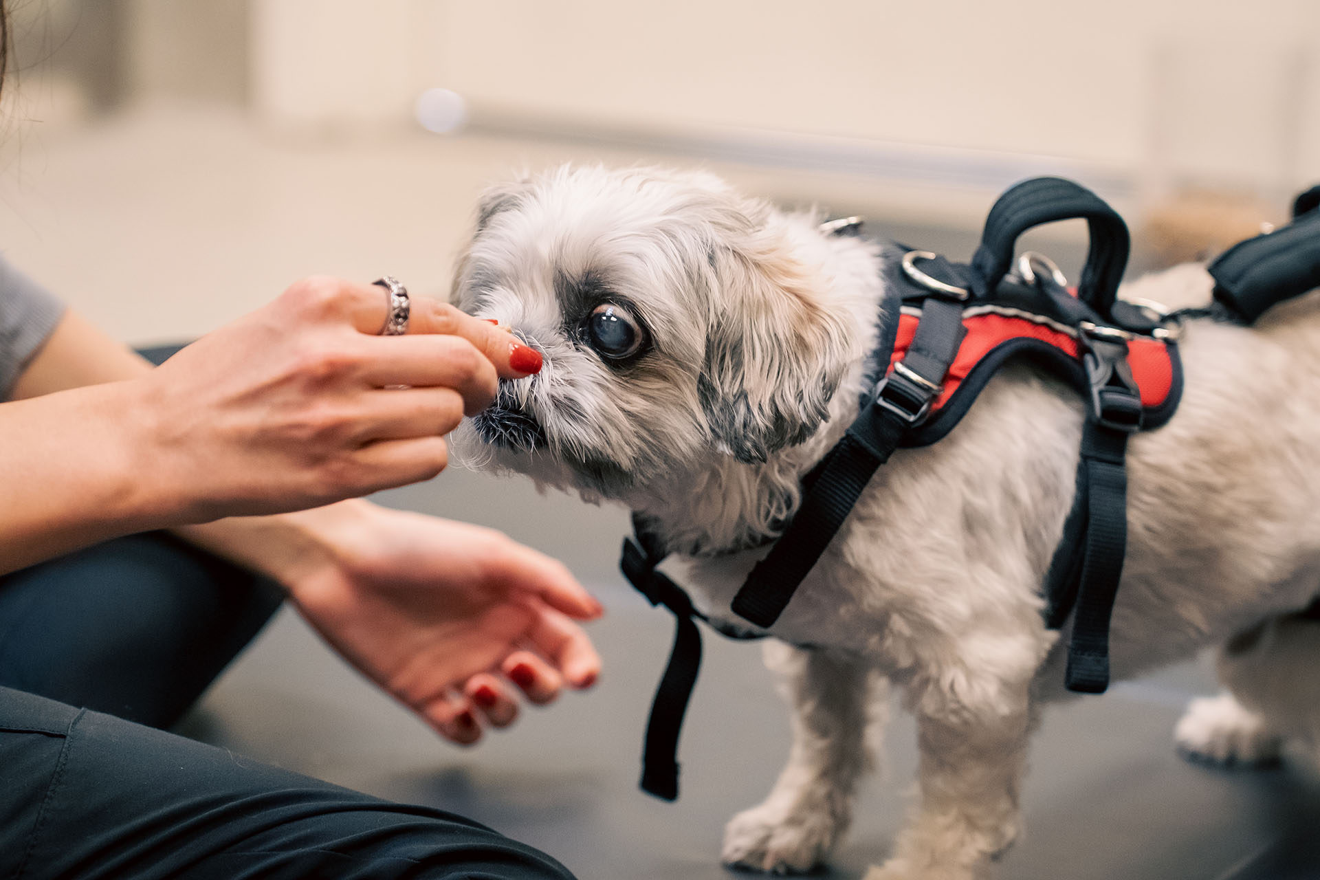 How To Pill Your Pet With Kindness s1