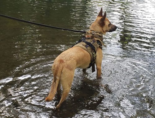 Leptospirosis – Spreading in Southern California